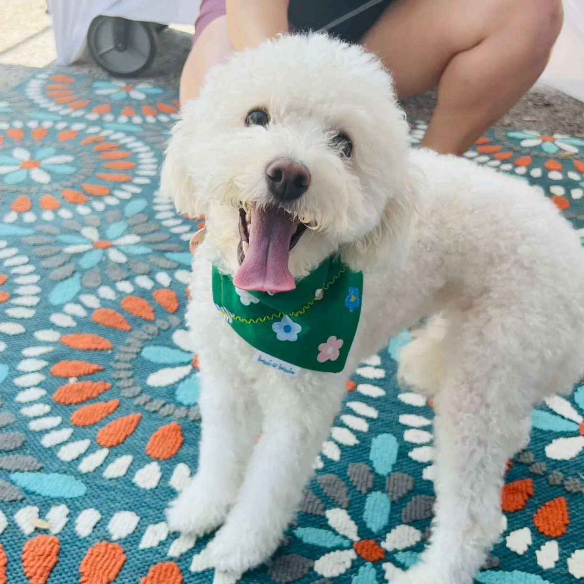 April Showers Bring May Flowers Dog Bandana