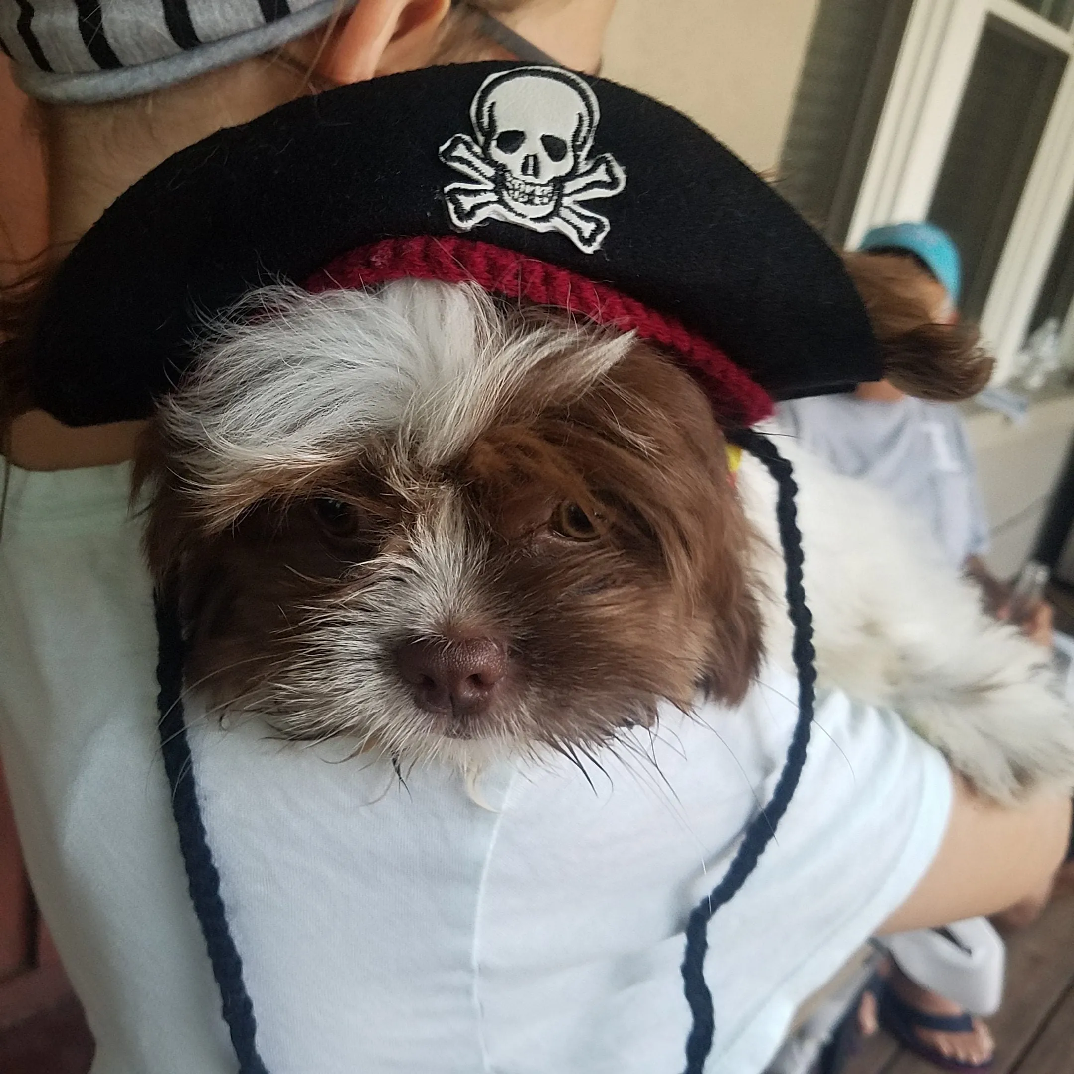 Pirate Hat for Cats and Dogs