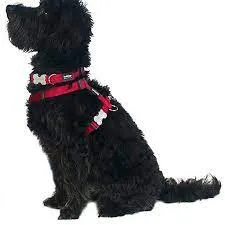 Red Dingo - Purple Unicorn Dog Collar - X Small