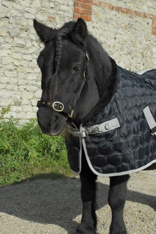 Rhinegold Foal Michigan Stable Quilt