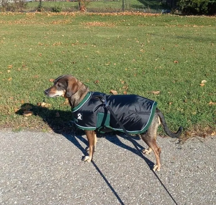 Shedrow K9 Vail Dog Coat Black with Smoke Pine Trim (EXTRA 50% OFF AT CHECKOUT)
