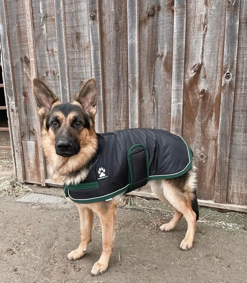 Shedrow K9 Vail Dog Coat Black with Smoke Pine Trim (EXTRA 50% OFF AT CHECKOUT)